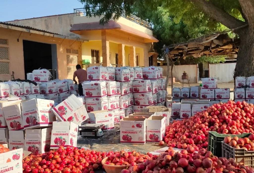 INI Farms: Making Rajasthan the Pomegranate Hub of India - Featured